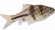 Barbus lateristriga Parrakas