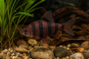 Barbus nigrofasciatus (Parrakas)