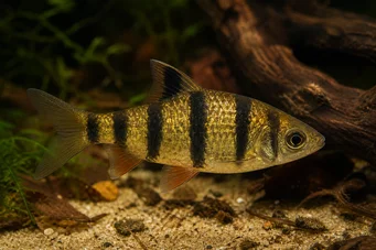 Barbus pentazona johorensis (Viiden kaistan parrakas)