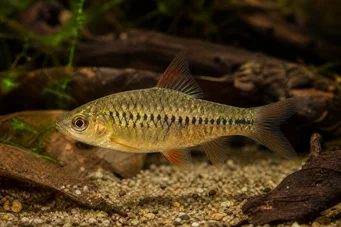 Barbus roloffi (Roloffi parrakas)