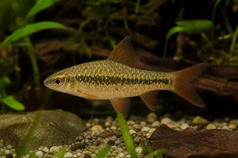 Barbus sachsi (Parrakas)