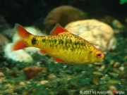 Barbus schuberti Schuberti parrakas