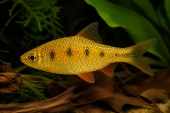 Barbus semifasciolatus (Messinki parrakas)