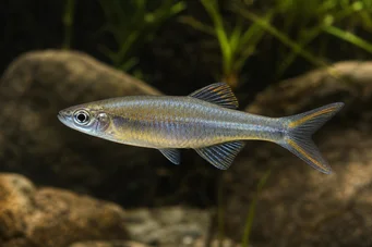 Bedotia geayi (Madagaskarin sateenkaari)