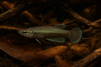 Betta bellica Taistelija