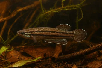 Betta trifasciata (Taistelija)