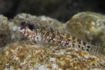 Blennius nigriceps Musta