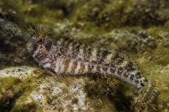Blennius tentacularis Blennie Cornue