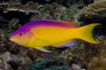 Bodianus rufus Espanjalainen labre