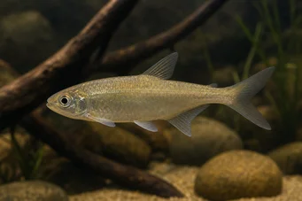 Bryconaethiops boulengeri (Tetra huutopaikka)