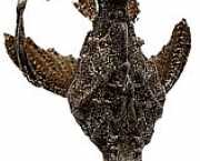 Bunocephalus kneri Banjokala