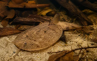 Bunocephalus kneri (Banjokala)
