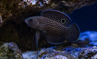 Calloplesiops altivelis (Komeetta)