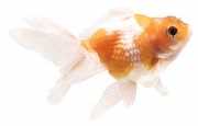 Carassius auratus perle Helmi