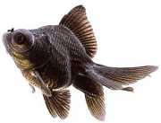 Carassius auratus telesc... Teleskooppi