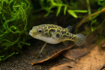 Carinotetraodon somphongsi Carneteraodon somphongsi