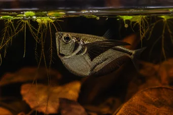 Carnegiella marthae Musta siipi-siivet kalat