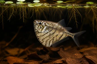 Carnegiella strigata strigata (Marmoroitu)