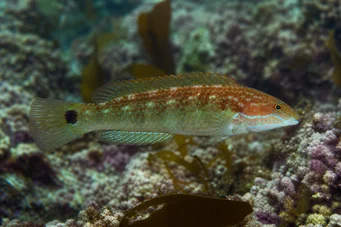 Centrolabus melops (Yleinen crenilabre)