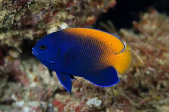 Centropyge acanthops