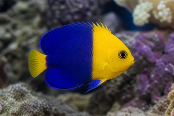 Centropyge bicolor Kaksisävyinen