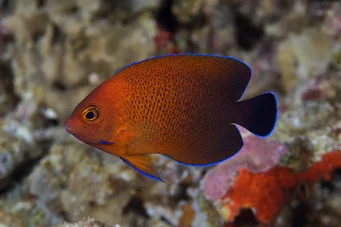 Centropyge ferrugatus (Ruoste kääpiö enkeli)