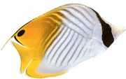 Chaetodon auriga Chétodon -kokkeri