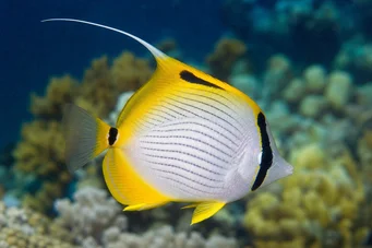 Chaetodon auriga (Chétodon -kokkeri)