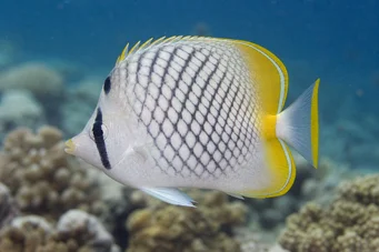 Chaetodon decussatus (Chétodon false-vagabond)
