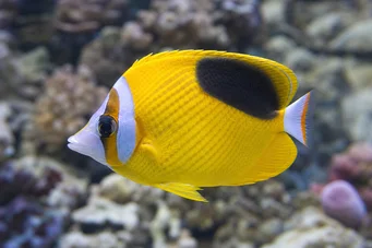 Chaetodon ephippium (Mustan papillonikala)
