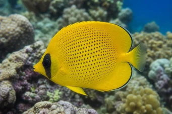 Chaetodon miliaris (Sitruuna)