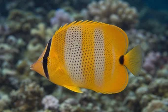 Chaetodon punctatofasciatus (Chaetodon punctotofasciatus)