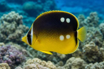 Chaetodon quadrimaculatus (Neljä paikkaa)