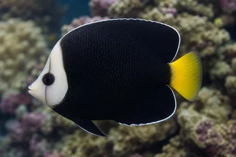 Chaetodontoplus melanosoma Ruskea enkeli