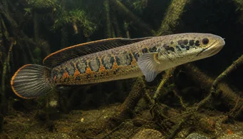 Channa micropeltes (Käärmepää)