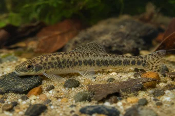 Characidium rachovii (Rakov Tetra-Plier)