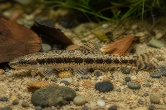 Characidium steindachneri (Lapina)