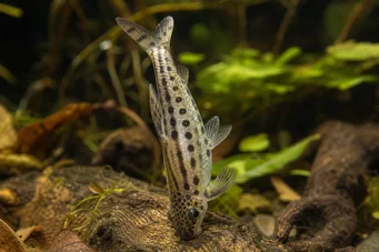 Chilodus punctatus (Ylösalaisin)