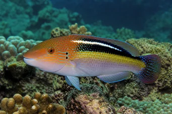 Choerodon sp