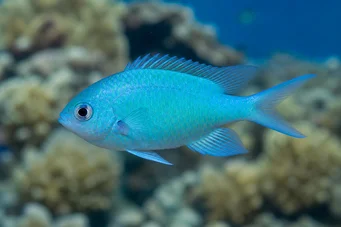 Chromis caerulea (Vihreä kromit)