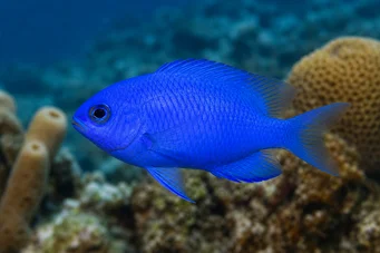 Chromis cyanea (Sininen nuori nainen)