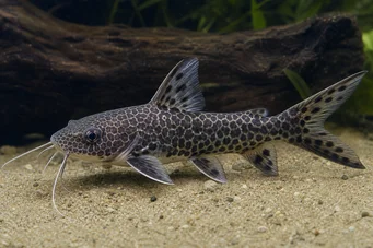 Chrysichthys ornatus