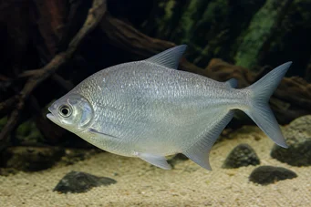 Citharinus citharus (Selkä paska)