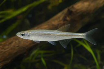 Coelurichthys tenuis (Tetra pidetty, tera-barberos)