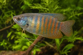 Colisa fasciata Jättiläinen paketti