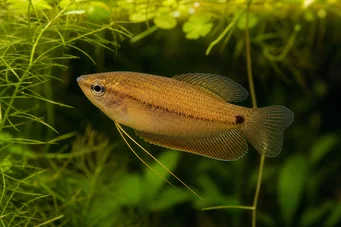 Colisa sota (Hunaja -gourami)