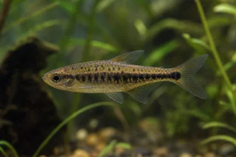 Copeina guttata (Punaista kopeena)