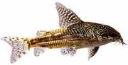 Corydoras barbatus Corydoras Chabraque
