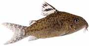 Corydoras elegans Aseistettu corydoras