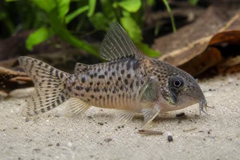 Corydoras latus (Corydoras heijastuksella)